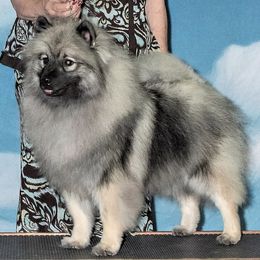 Shimmer - Keeshond