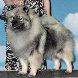 Shimmer - Keeshond