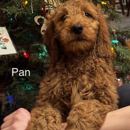 Pan - Red  male Goldendoodle puppy in Golden, Colorado from Golden Mesa Doodles