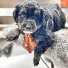 Bernedoodle, Bordoodle, and Poodle Puppies from Divine Doodles