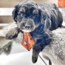 Bernedoodle, Bordoodle, and Poodle Puppies from Divine Doodles