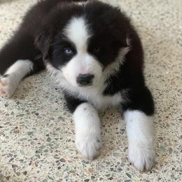 Miniature American Shepherd Puppies from AKC Emerald Minis