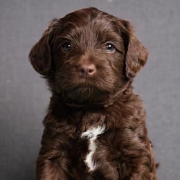 Lime - Chocolate male Australian Labradoodle puppy in Bonney Lake, Washington from Foothills Labradoodles