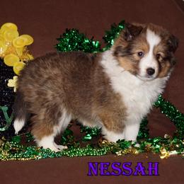 Nessah - Sable-White Female - Sable and white female Shetland Sheepdog puppy in Frazeysburg, Ohio from Mountain High Kennels