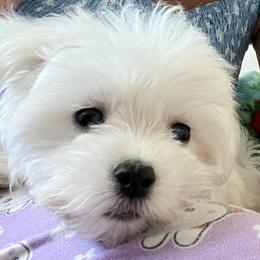 Maltese All Grown Up from LittleFurryFriends