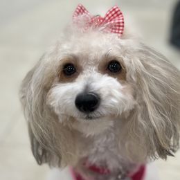 Poodles and Yorkipoos from Daisy’s Doodles