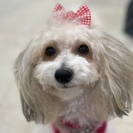 Poodles and Yorkipoos from Daisy’s Doodles