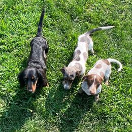Dachshund Puppies from Kelly's Doxies
