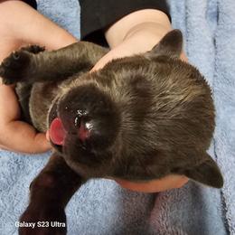 Cane Corso - Gray male Cane Corso puppy in Dunnellon, Florida from Touch of Spice Kennels