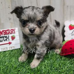 High Roller - Blue merle male Chihuahua puppy in Bowdon, Georgia from Paschal's Pups