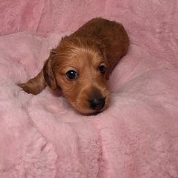 Mookie 2,200 - Red male Dachshund puppy in Bristol, Tennessee from It's Mini Wieners Baby