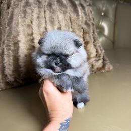 Sterling - Wolf sable female Pomeranian puppy in Grand Prairie, Texas from D’ Pomlovers