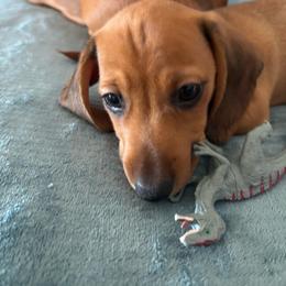 Soza - Red male Dachshund puppy in Yuma, Arizona from Desert dashies