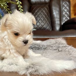 Maltese, Miniature Schnauzer, and Yorkshire Terrier Puppies from Sassy Yorkie , miniature schnauzer , Maltese Love of Alabama