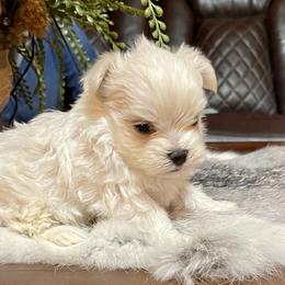 Maltese, Miniature Schnauzer, and Yorkshire Terrier Puppies from Sassy Yorkie , miniature schnauzer , Maltese Love of Alabama