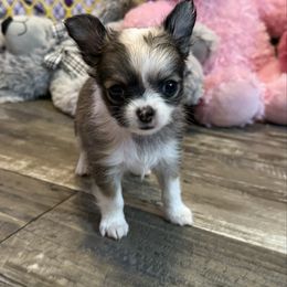 Boy 3 - Fawn male Chihuahua puppy in Summerfield, Florida from Uey’s Chihuahuas