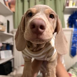 Dachshund All Grown Up from CasadeWeens