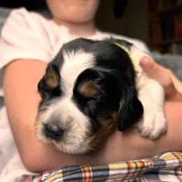 Anne - Black white and tan female English Springer Spaniel puppy in Battle Creek, Michigan from Eden Springer Spaniels