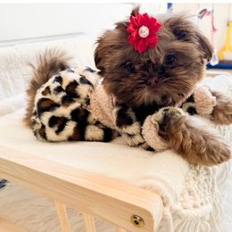 Shih Tzu Puppies from Purse Pup Shih Tzus