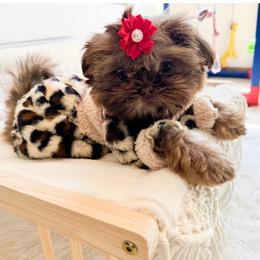 Shih Tzu Puppies from Purse Pup Shih Tzus
