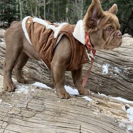 French Bulldog puppies from Kindly kain