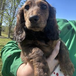Teddy - Brindle male Dachshund puppy in Beebe, Arkansas from Dashing Doxie’s
