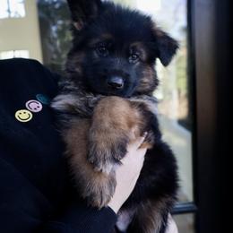 Gisele - Black and red female German Shepherd puppy in Canton, Texas from WILDWOOD GERMAN SHEPHERDS