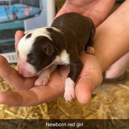 Newborn red girl - White and red female Border Collie puppy in Grapeview, Washington from Athena’s Collies