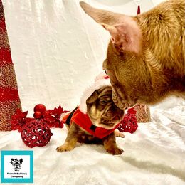 French Bulldog Puppies from The French Bulldog Company LLC