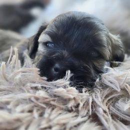 Mal-Shi Puppies from Gemstone Exclusive Pups of Florida