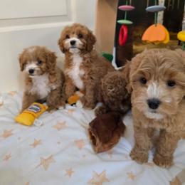 Molly - Red female Cavapoo puppy in Washington from Mt.BakerPoodles&Doodles