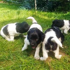 Stabyhoun Puppies from Kennel fan de Wiide Mar Stabyhouns