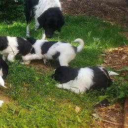 Stabyhoun Puppies from Kennel fan de Wiide Mar Stabyhouns