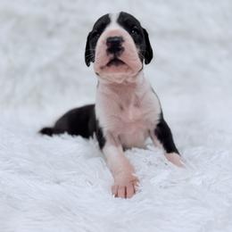 Hermione Granger - Mantle female Great Dane puppy in Montgomery, Texas from KD Sweet Southern Danes