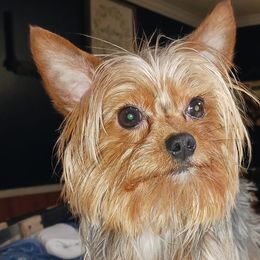 Yorkshire Terriers from Rose Yorkies