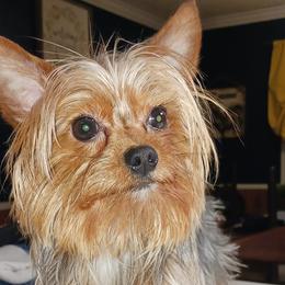 Yorkshire Terriers from Rose Yorkies