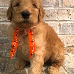 Bernedoodle and Goldendoodle Puppies from Jefferson Doodles