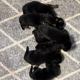 Boomer and Bakara Girl - 7 - Black and red female German Shepherd puppy in Galt, California from At Redwood Runs