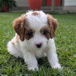 Bernadette - Blenheim female Cavapoo puppy in Newport, North Carolina from Crystal Coast Cavapoodles
