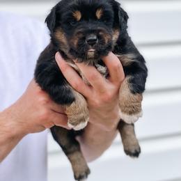 Australian Shepherd Puppies from Ember Aussies NJ/NY/PA