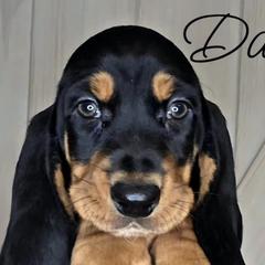 Basset Hounds from Florida Family Basset Hounds