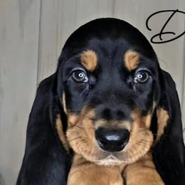 Basset Hounds from Florida Family Basset Hounds