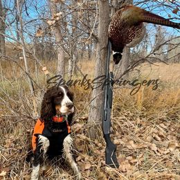 Butch - English Springer Spaniel