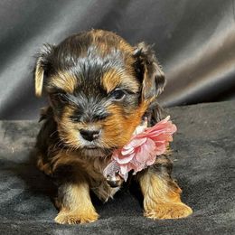 Ruby - Black and tan female Yorkshire Terrier puppy in Denver, Colorado from Melrey's paws