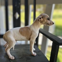 Arrow - White and fawn male Whippet puppy in Oneida, Tennessee from Saving Grace