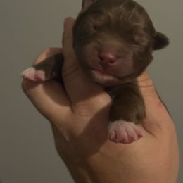 Mahogany - Red and white male Siberian Husky puppy in Florence, Kentucky from Moonlight Howl Huskies
