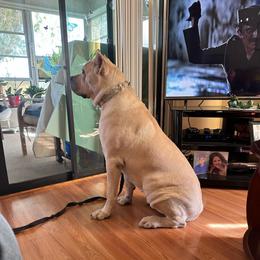 Winter CGC - Fawn female Cane Corso puppy in Clewiston, Florida from Far From Average Kennels