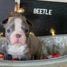 Beetle - Blue male Boston Terrier puppy in Columbia Falls, Montana from Glacier Bark Boston Terriers
