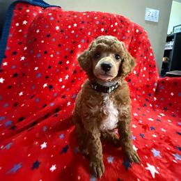Black - Apricot male Poodle puppy in Huntsville, Alabama from Flint River Poodles