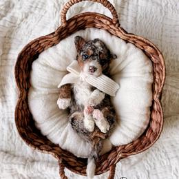 Bataan - Tri-color male Bernedoodle puppy in Cold Spring, Minnesota from A.N.A. Doodles